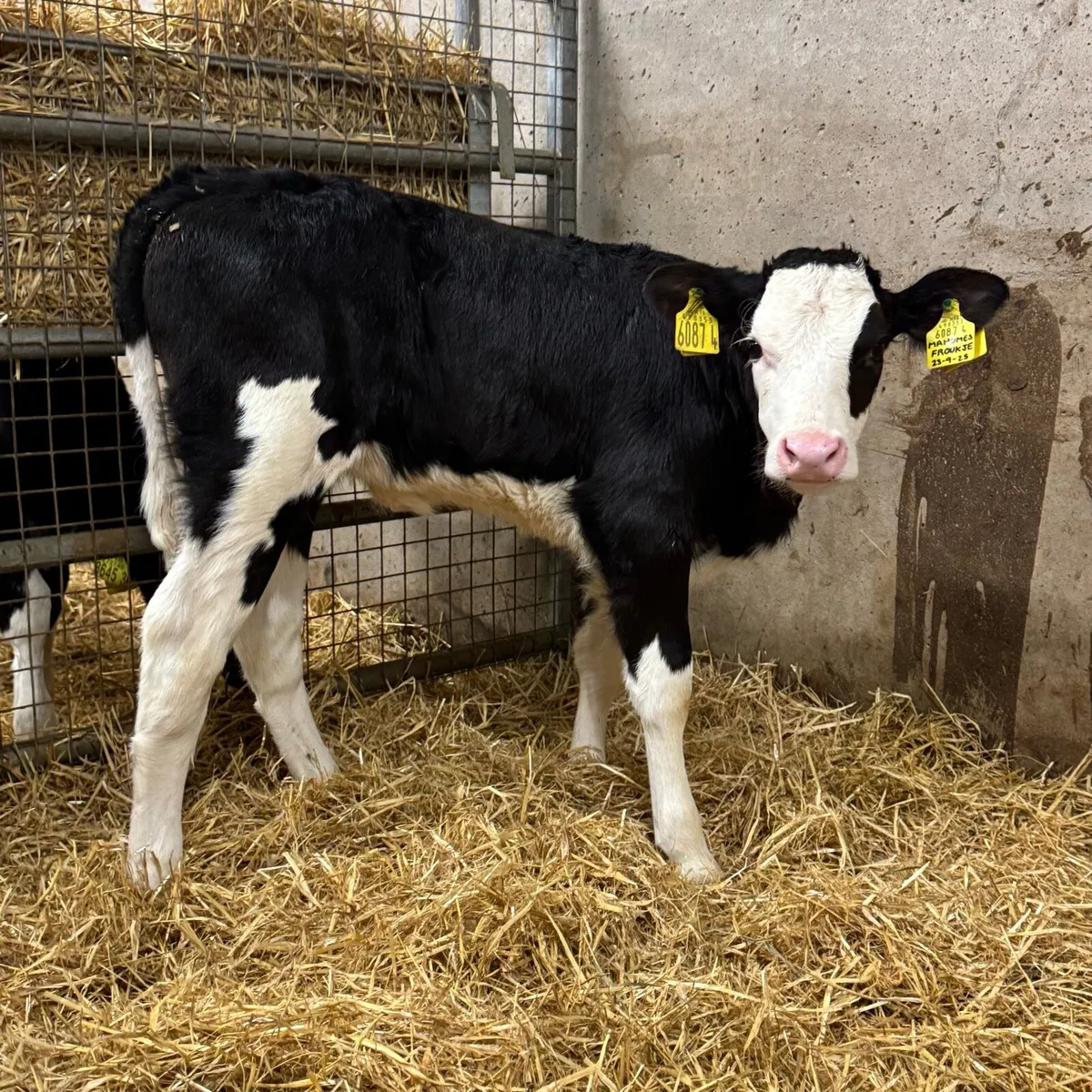 Fleckvieh Heifers - Image 2
