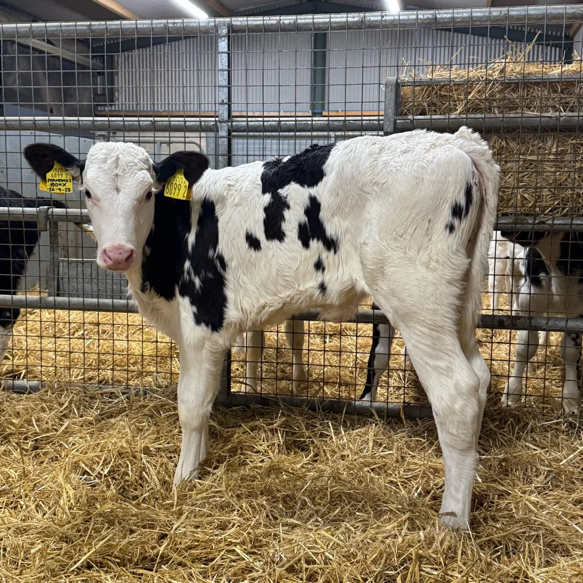 Fleckvieh Heifers - Image 3