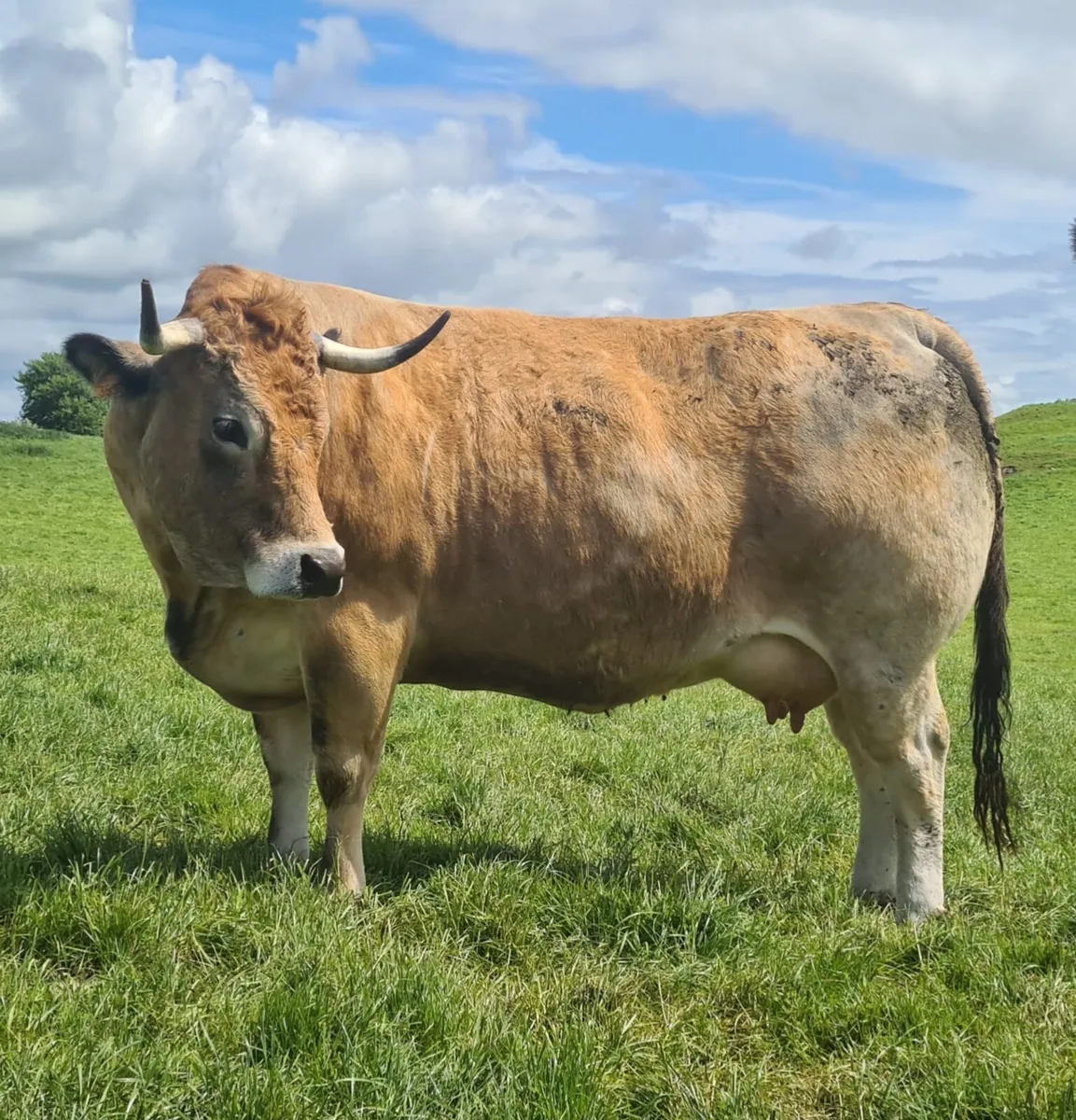 Two outstanding Aubrac bulls for Tullamore - Image 1