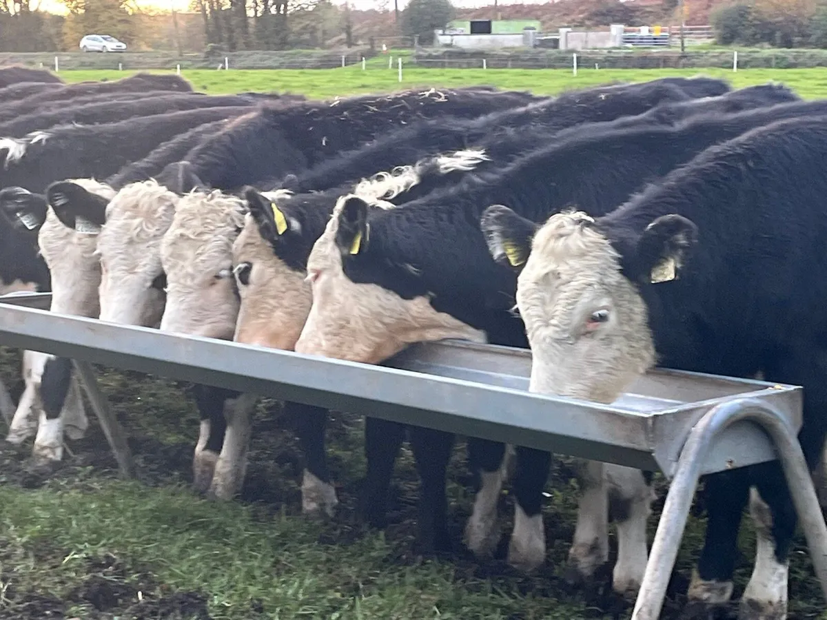 Hereford Heifers - Image 1