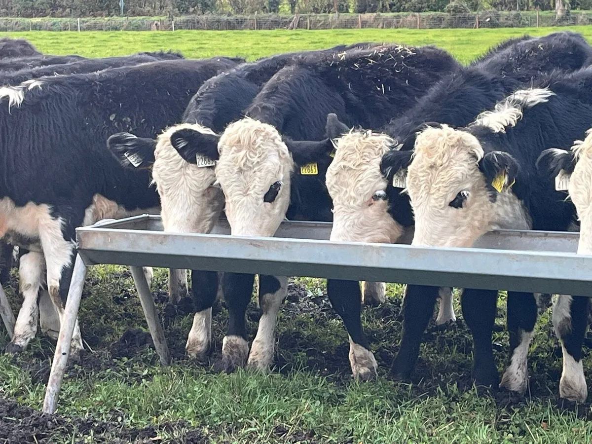 Hereford Heifers - Image 2