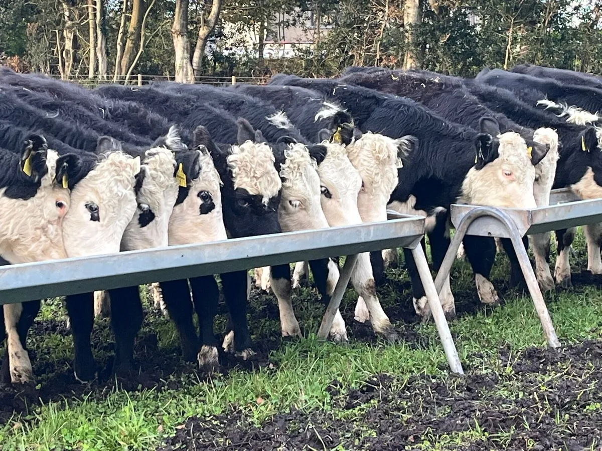Hereford Heifers - Image 3