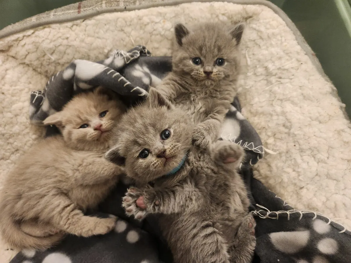 GCCFI Registered British Shorthair Kittens - Image 2