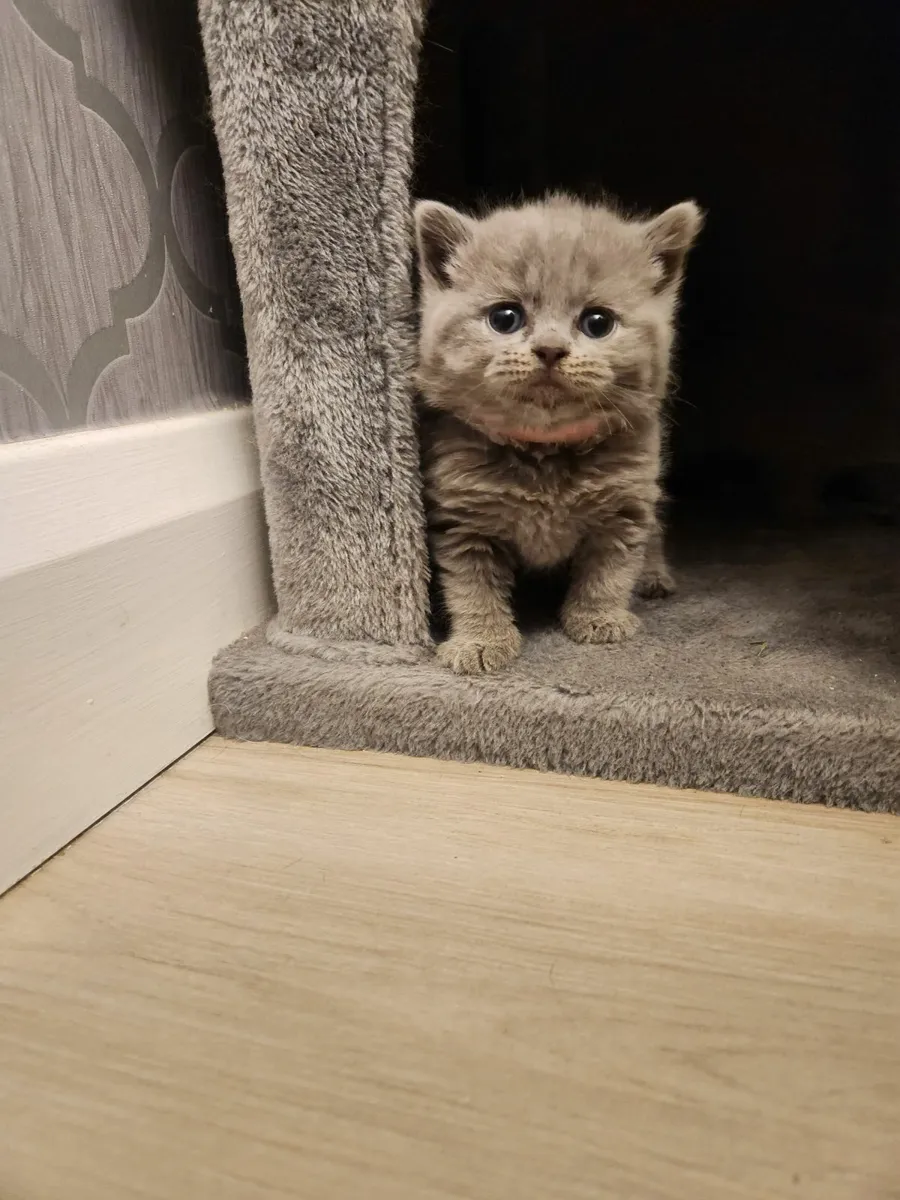 GCCFI Registered British Shorthair Kittens - Image 3