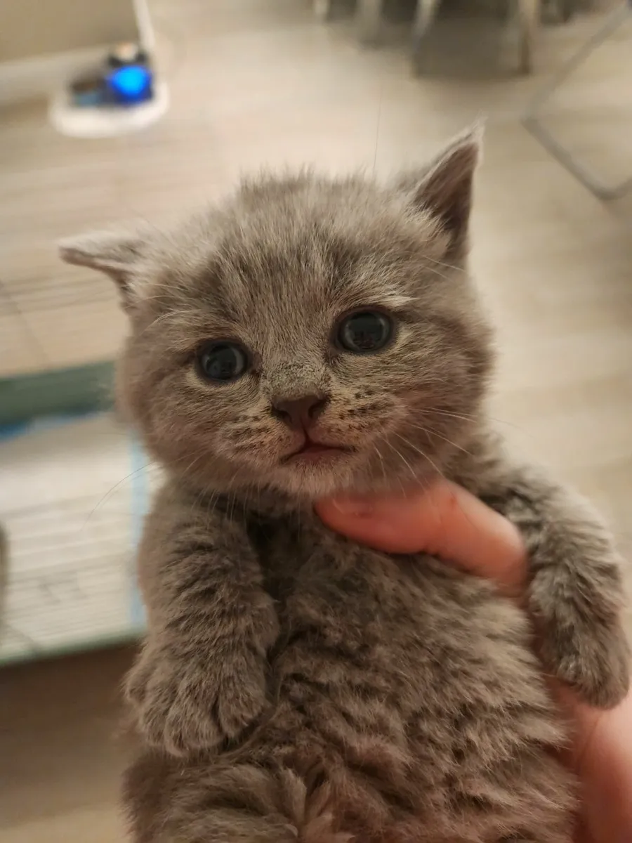 GCCFI Registered British Shorthair Kittens - Image 4