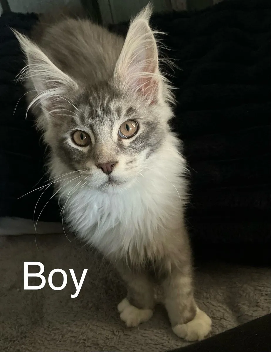 Intelligent Purebred Maine Coon Beauties - Image 2