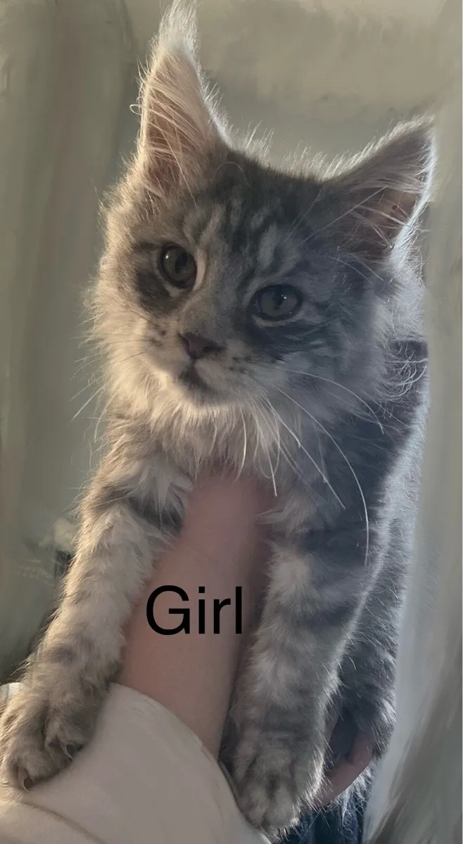 Intelligent Purebred Maine Coon Beauties - Image 3