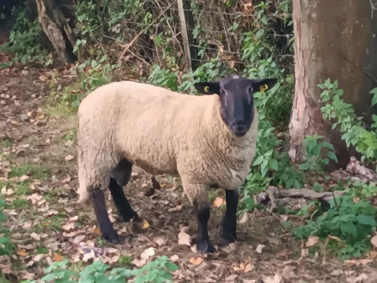 2 HOGGET RAMS FOR SALE - Image 4