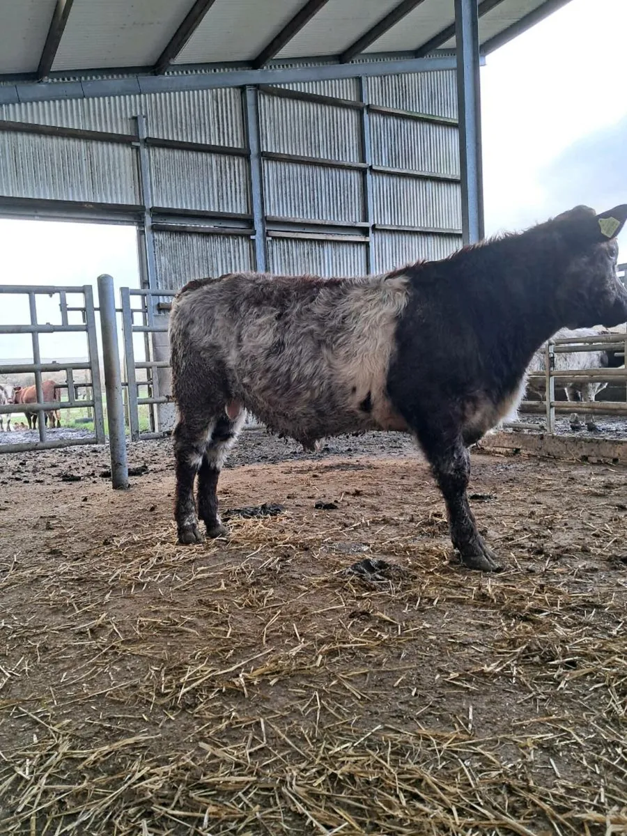 Organic shorthorn bulls - Image 1