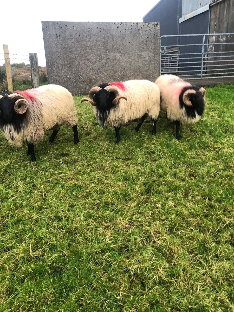 Mayo Blackface Mountain Rams - Image 1