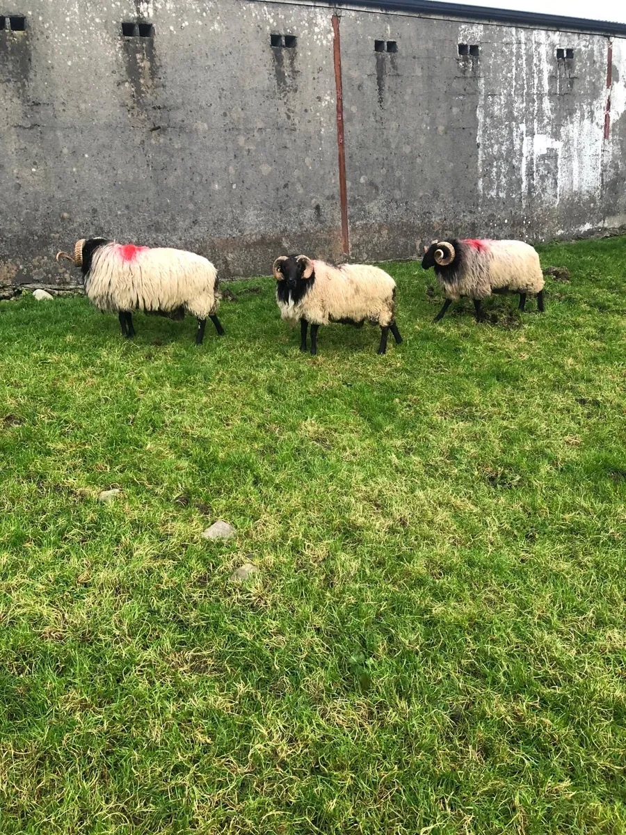 Mayo Blackface Mountain Rams - Image 2