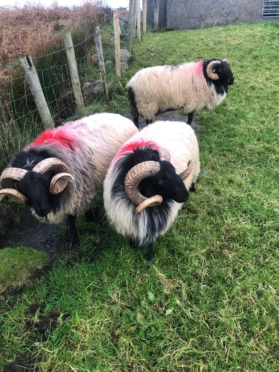 Mayo Blackface Mountain Rams - Image 3