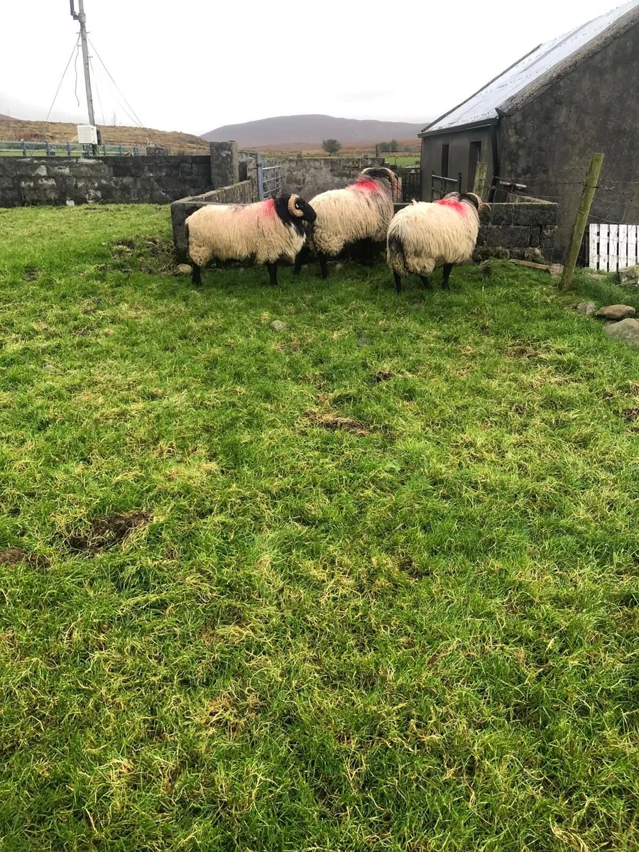 Mayo Blackface Mountain Rams - Image 4