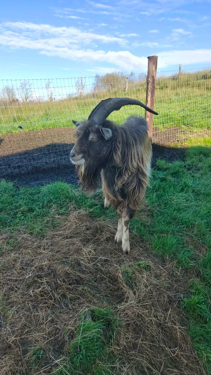 Goat - Image 1
