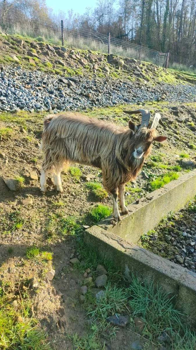 Goat - Image 2