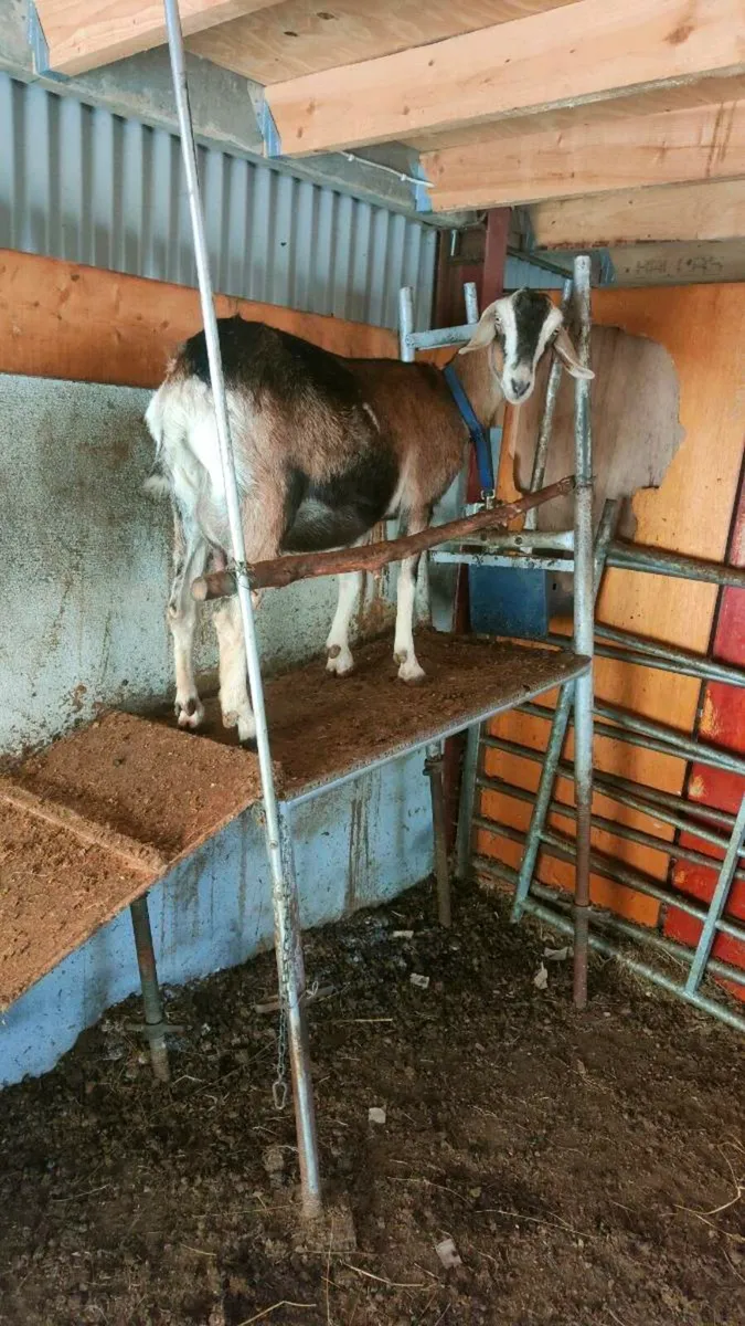 Goat - Image 3