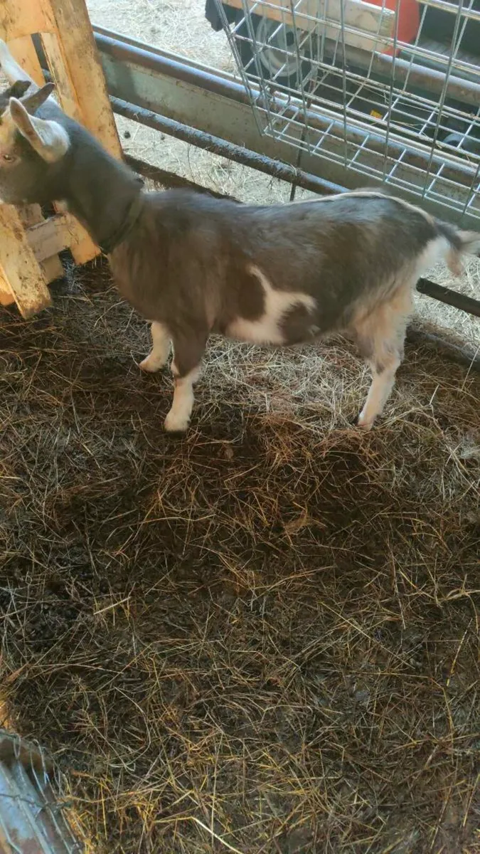 Goat - Image 4
