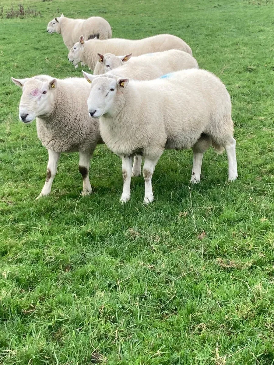 PBNR Cheviot Hogget Rams - Image 1