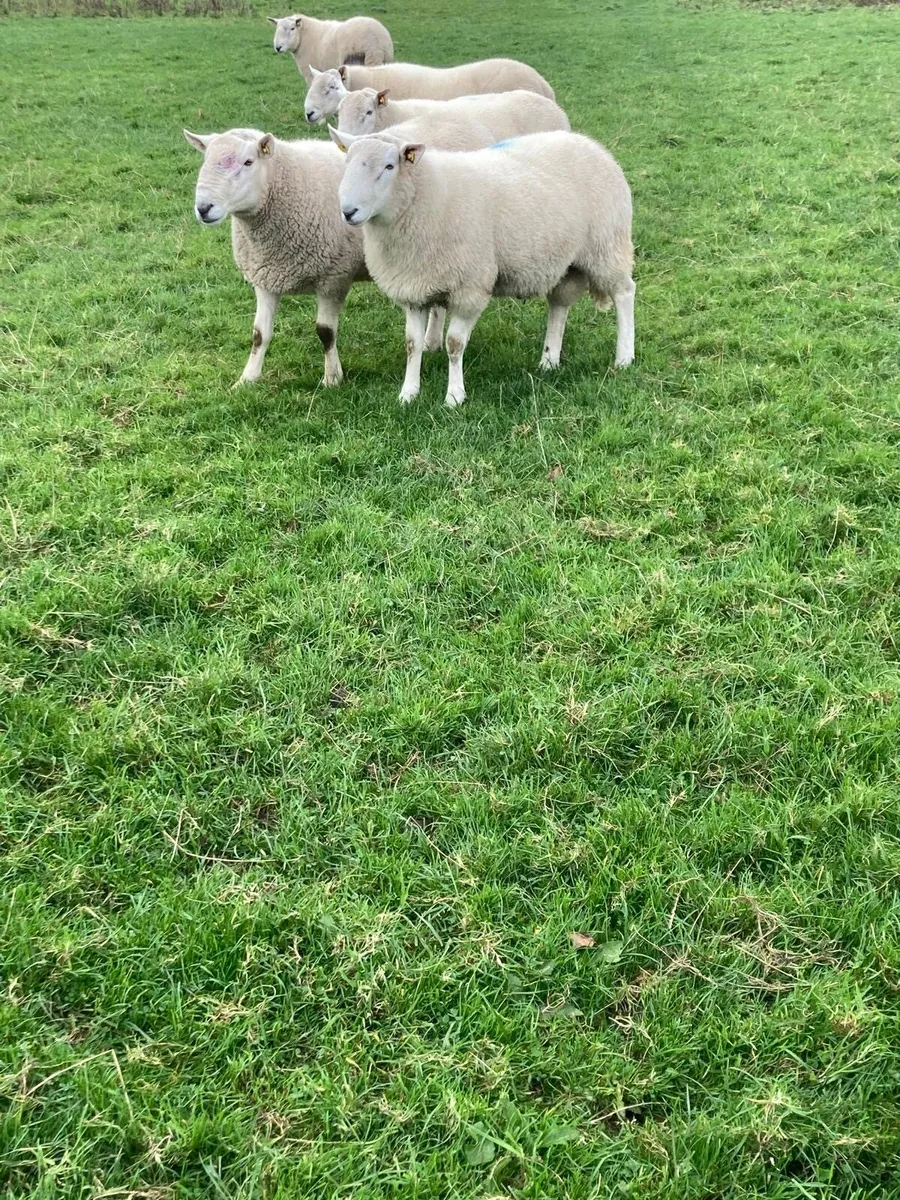 PBNR Cheviot Hogget Rams - Image 2