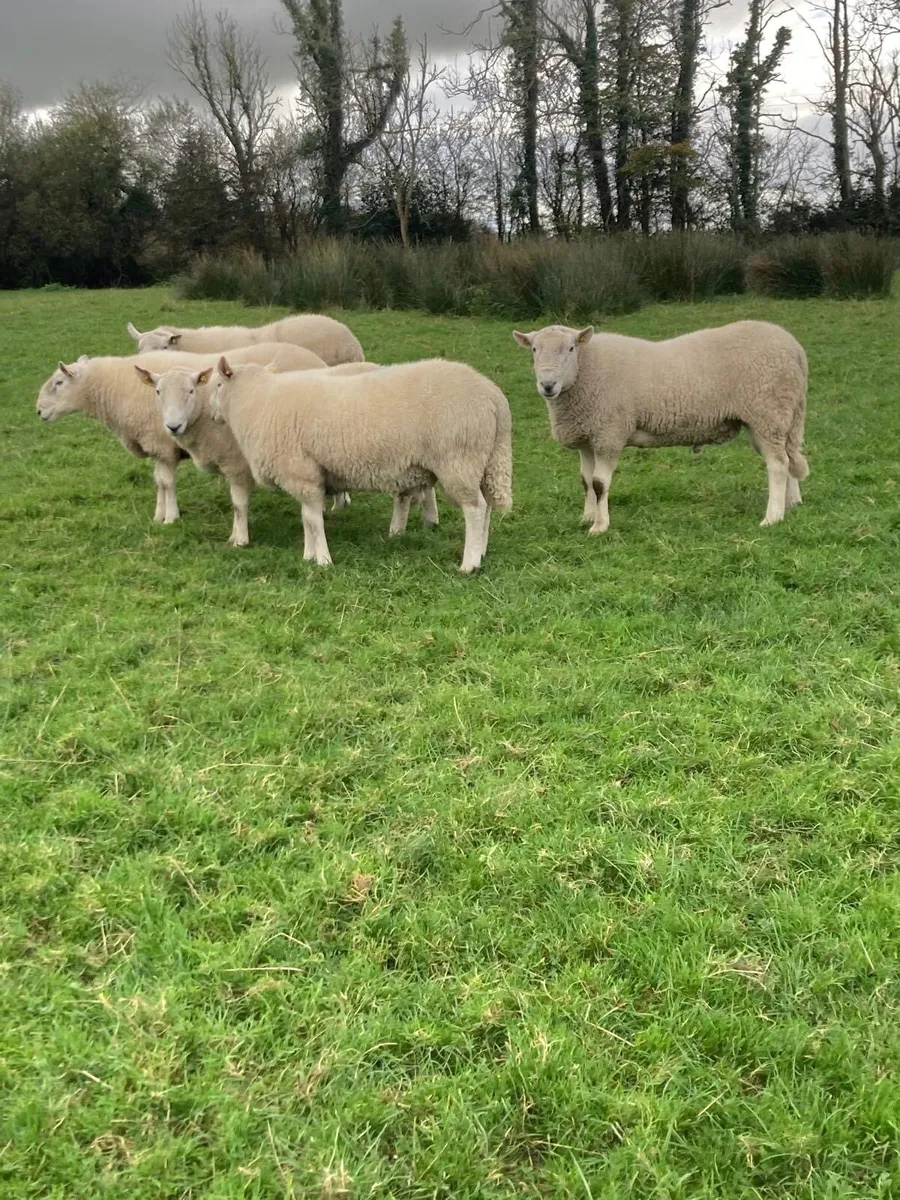 PBNR Cheviot Hogget Rams - Image 3