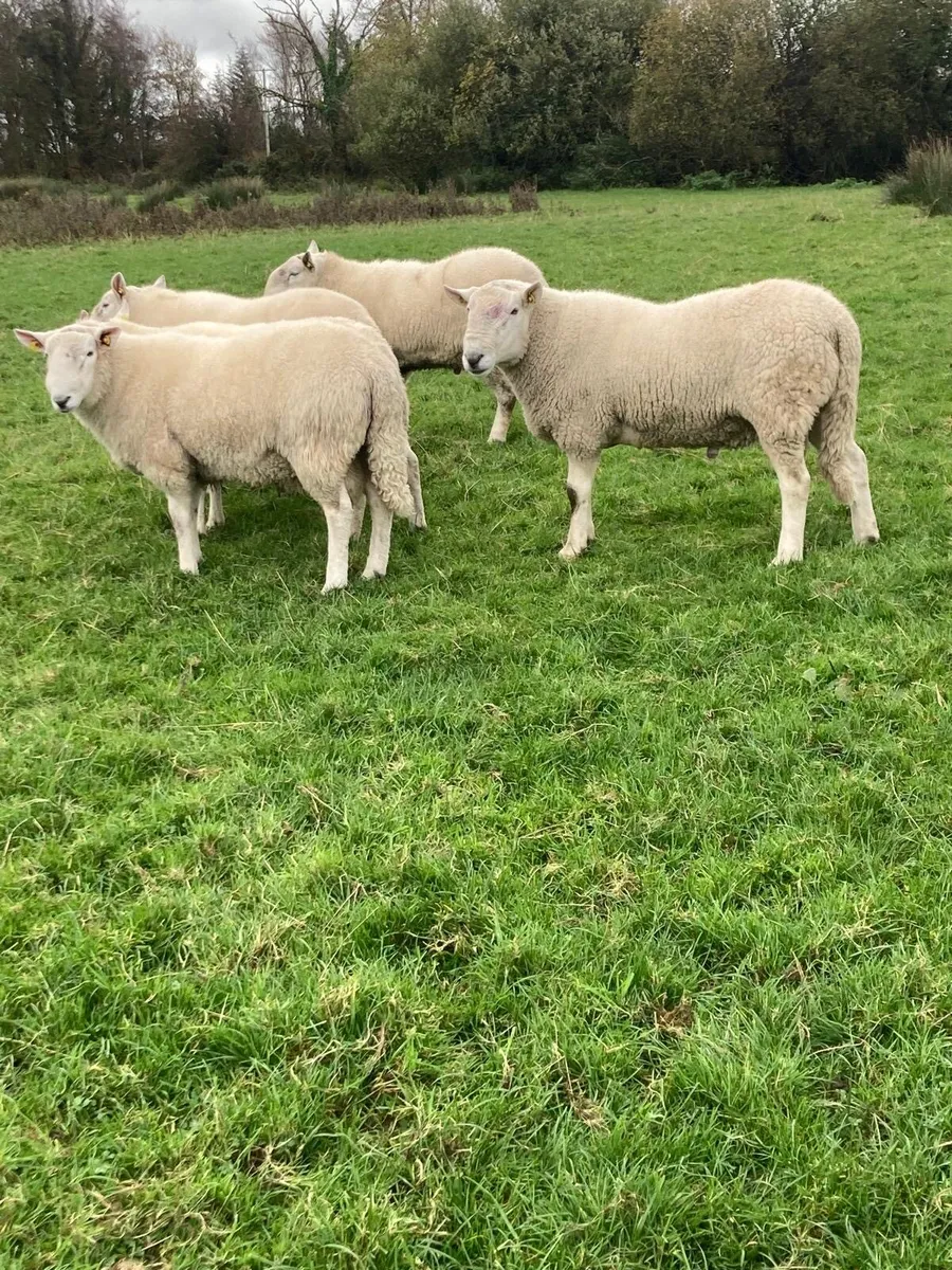 PBNR Cheviot Hogget Rams - Image 4