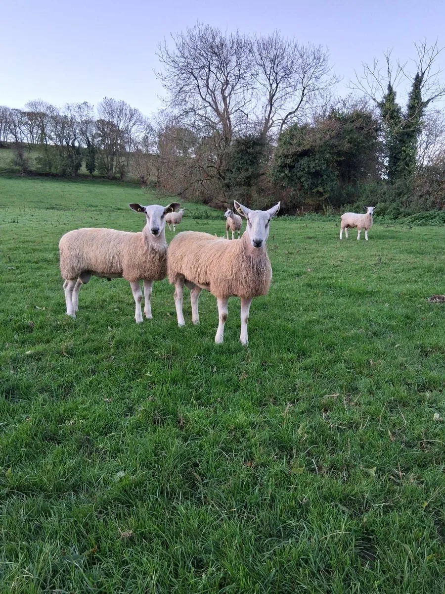 Bluefaced Leicester ramlambs for sale - Image 1