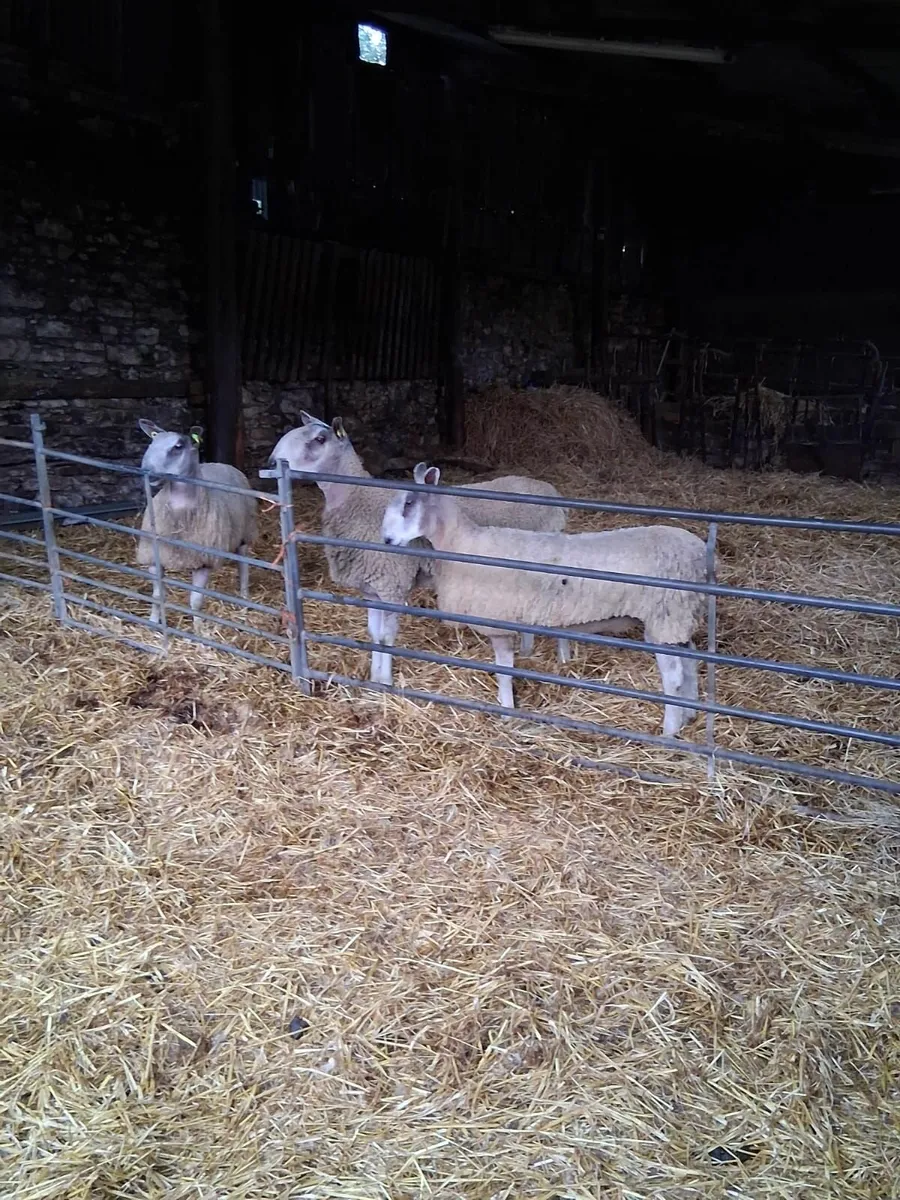 Bluefaced Leicester ramlambs for sale - Image 2