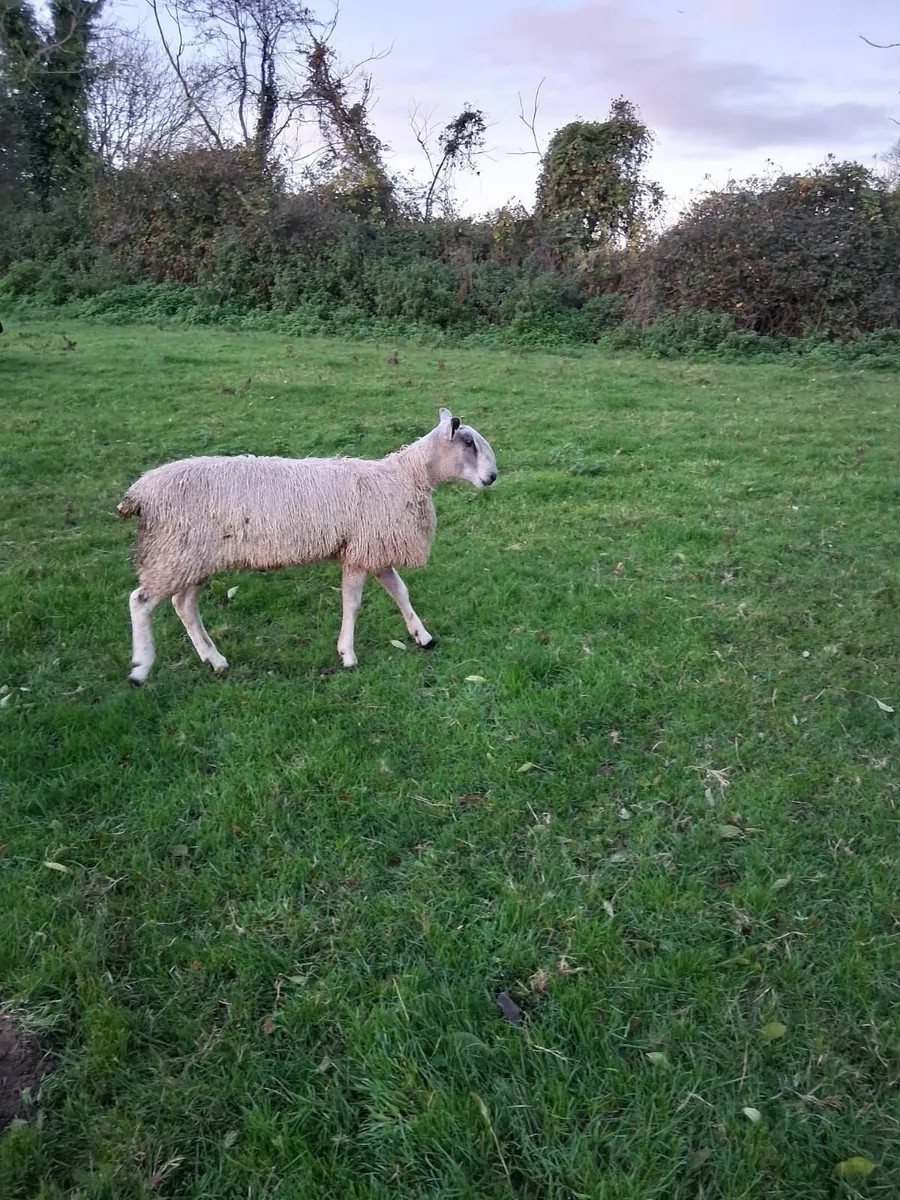 Bluefaced Leicester ramlambs for sale - Image 3