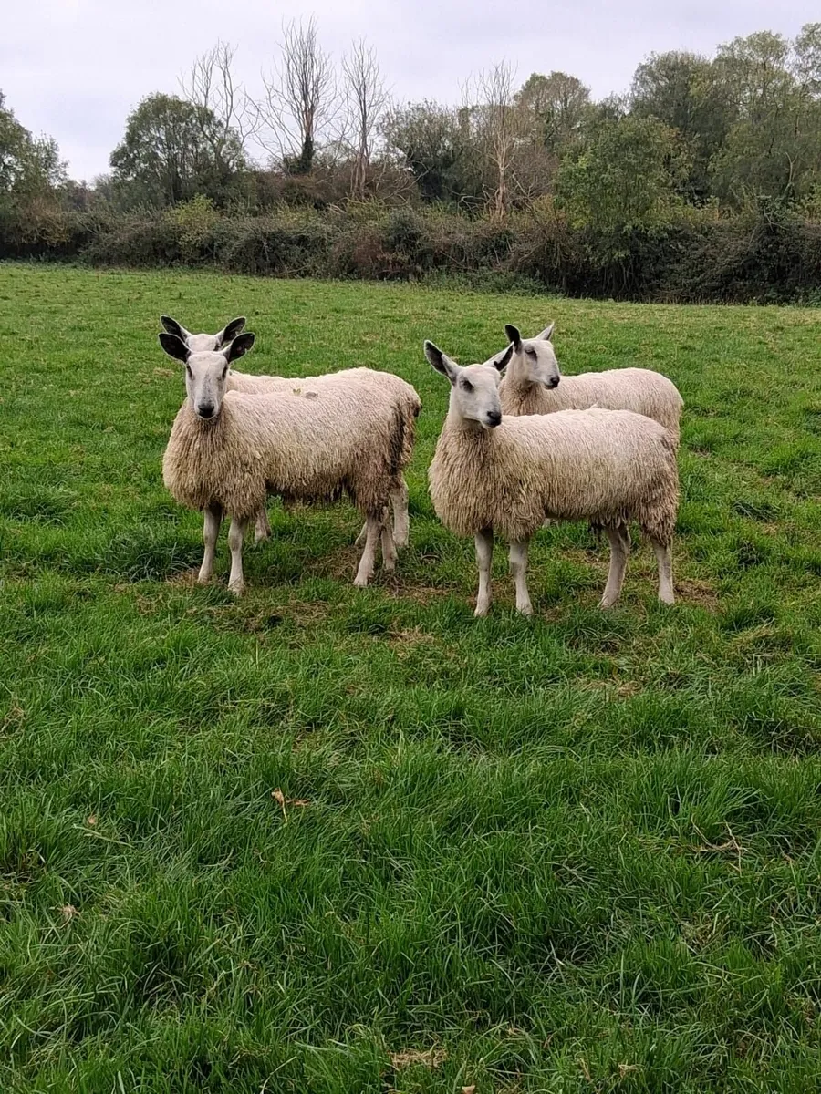 Bluefaced Leicester ramlambs for sale - Image 4