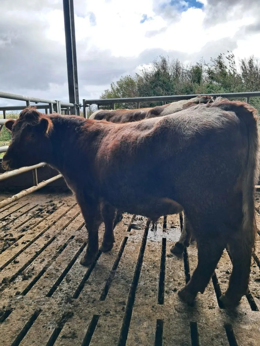 Organic shorthorn bulls - Image 2
