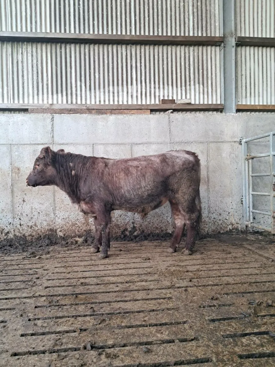 Organic shorthorn bulls - Image 3