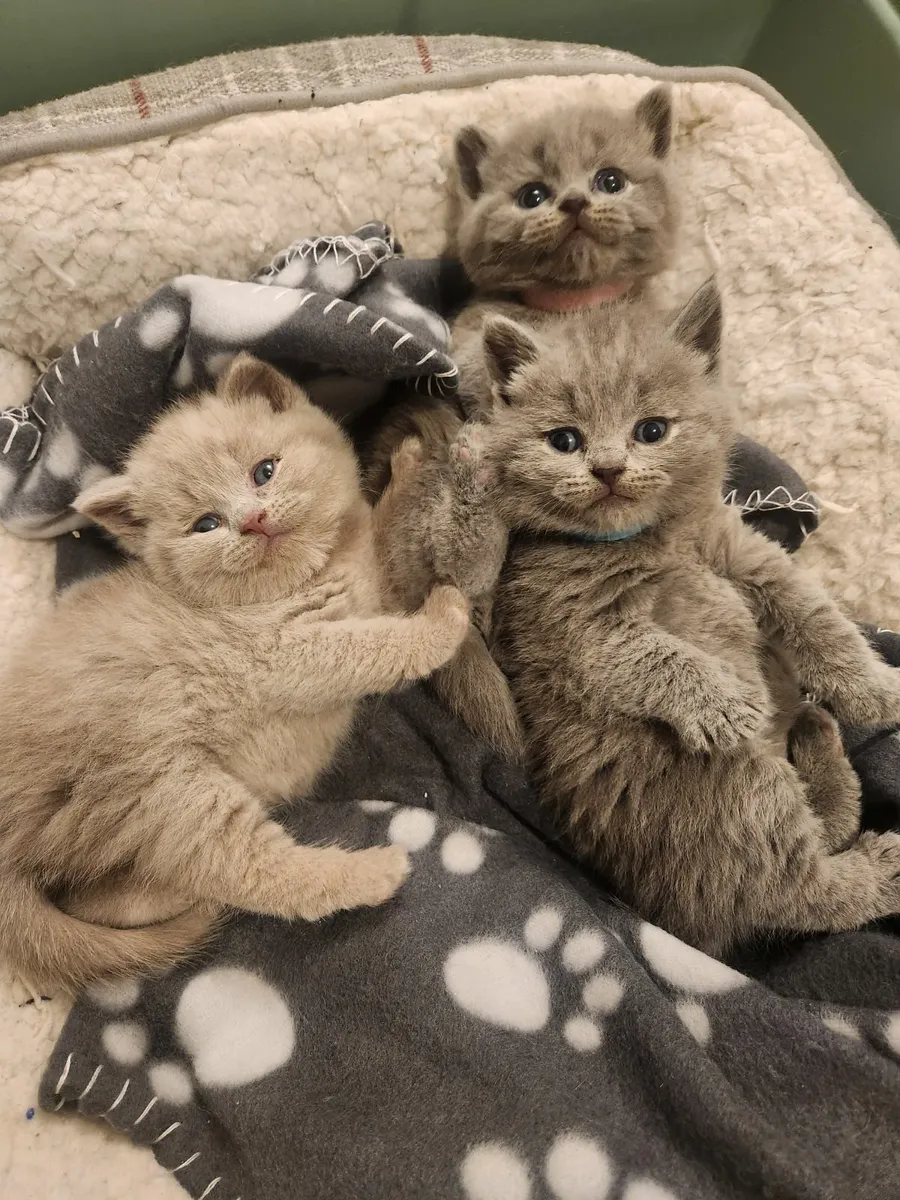 GCCFI Registered British Shorthair Kittens - Image 1