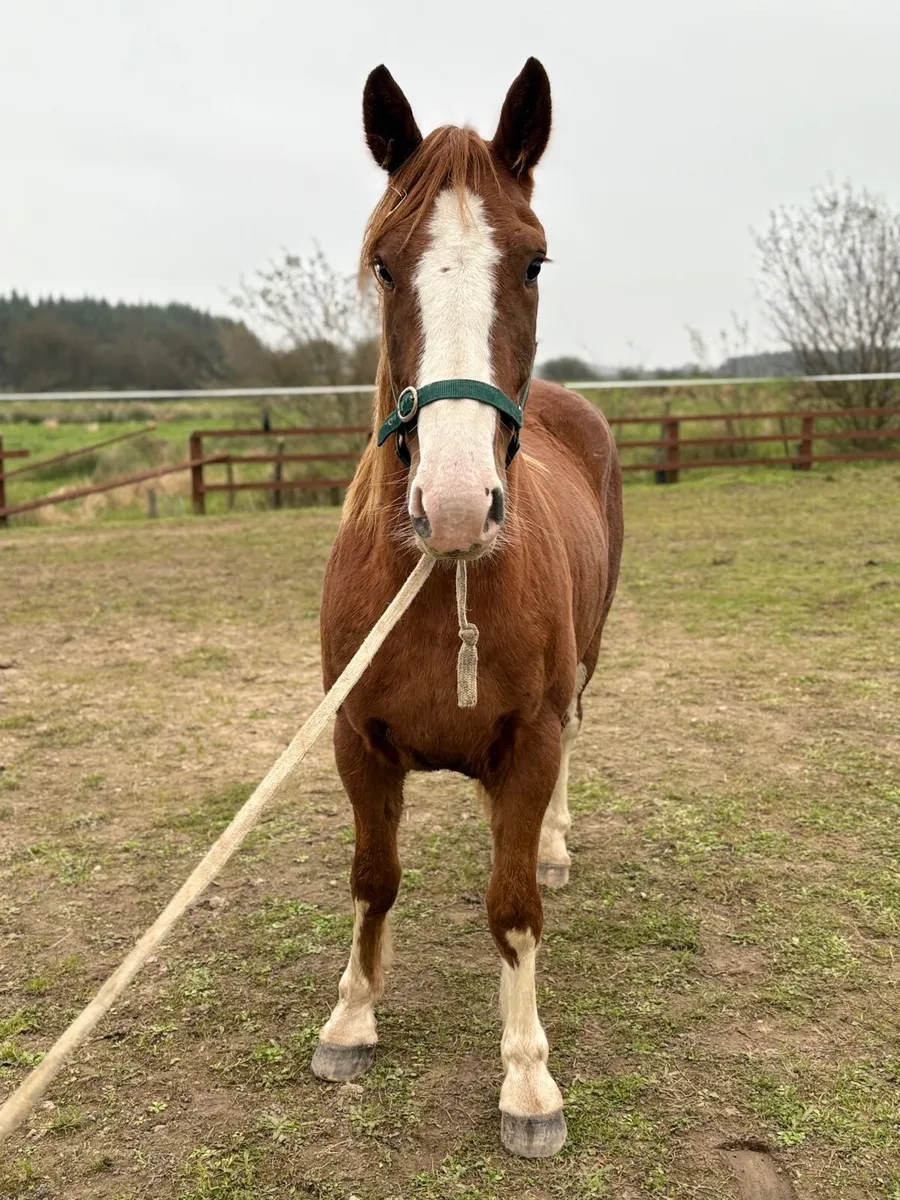 Horse - Image 1