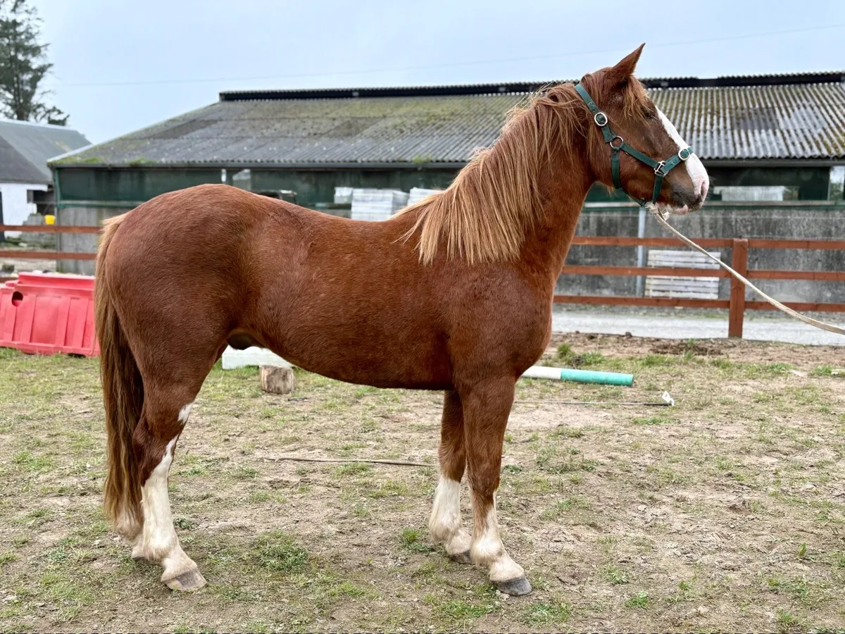 Horse - Image 2