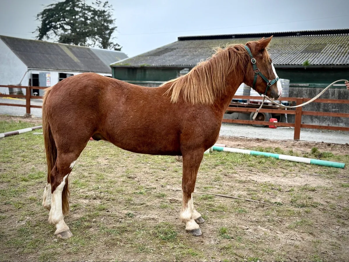 Horse - Image 4