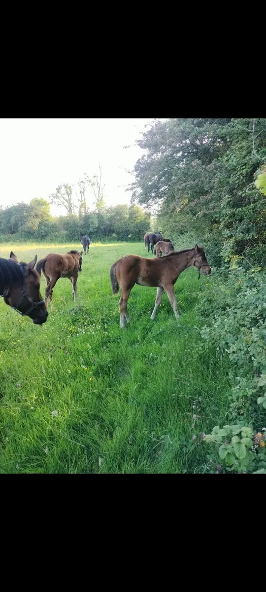Land (wanted) East Meath - Image 2