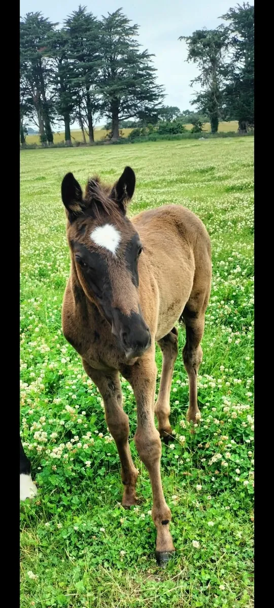 Land (wanted) East Meath - Image 1