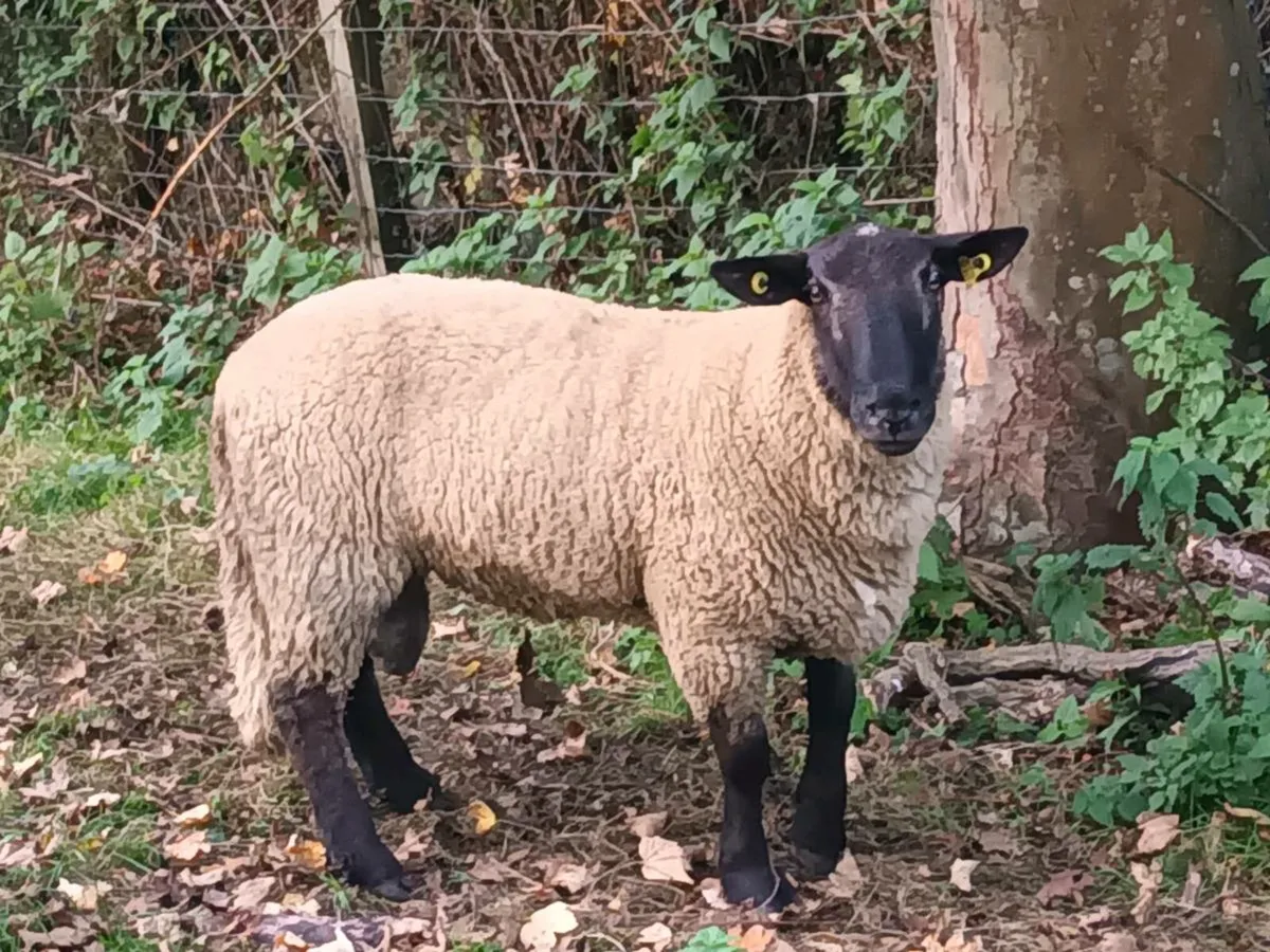 2 HOGGET RAMS FOR SALE - Image 1
