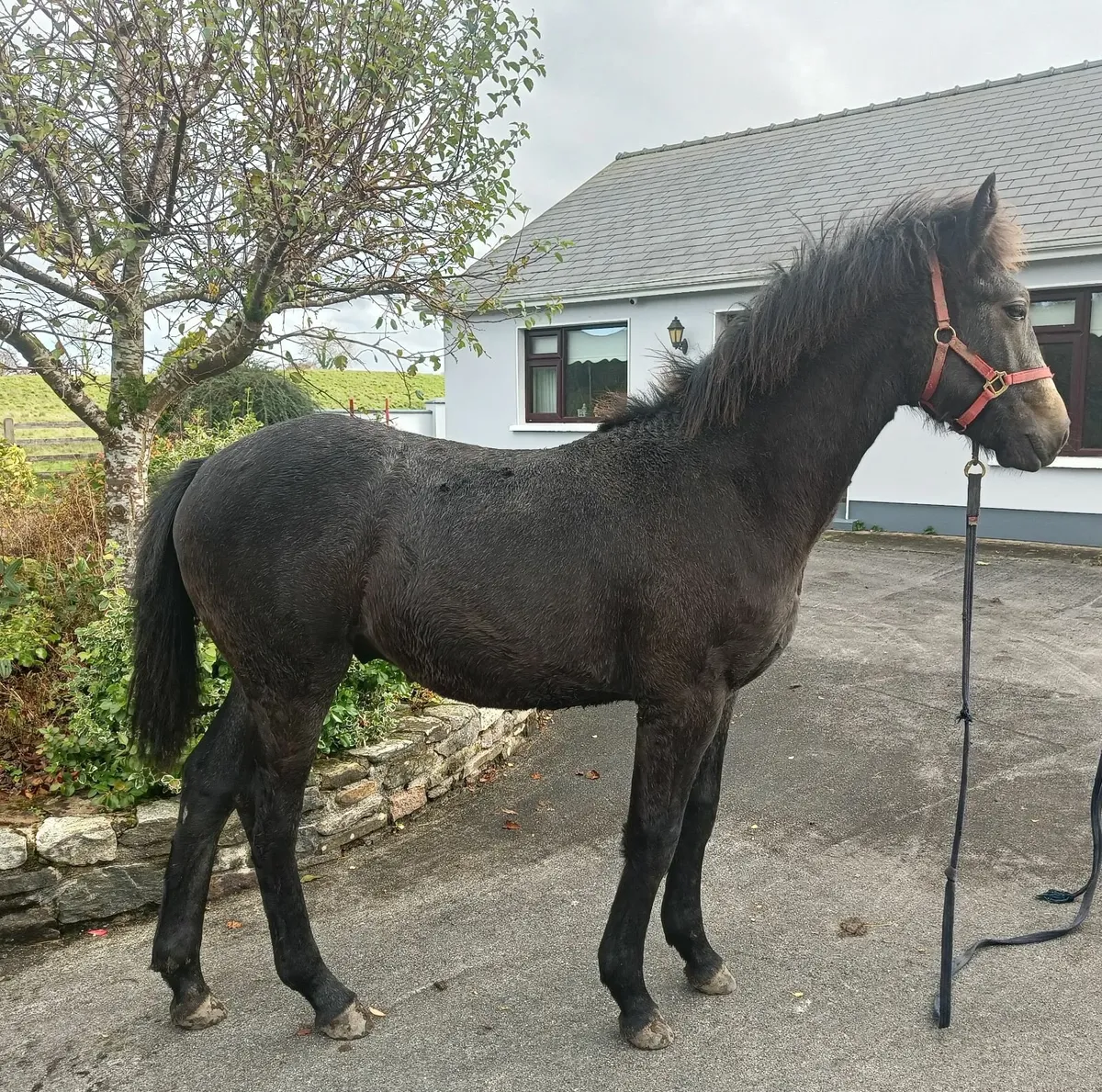 Connemara Pony Sales Lot 972/973 SUNDAY - Image 1