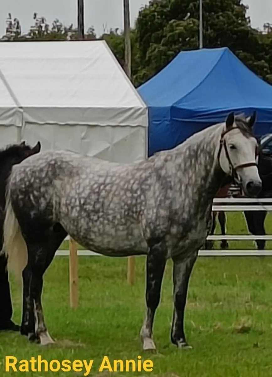 Connemara Pony Sales Lot 972/973 SUNDAY - Image 2