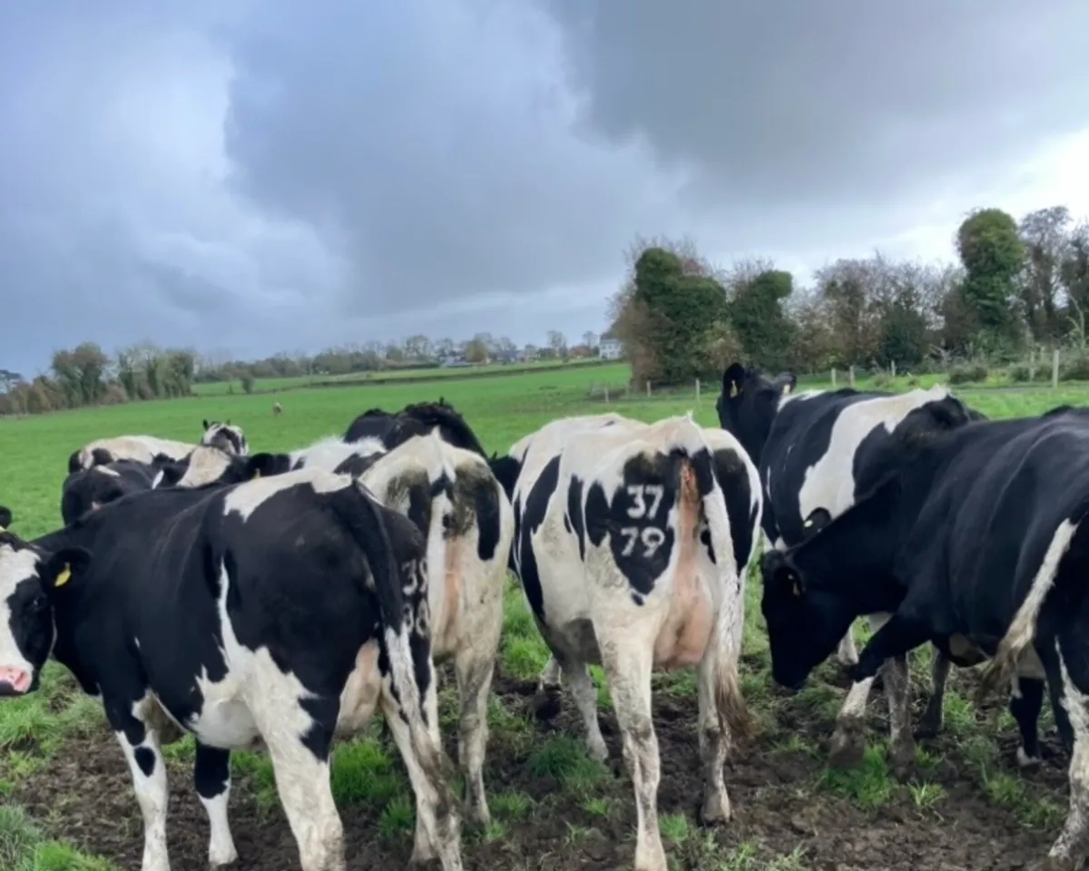 Friesian heifers for sale - Image 1