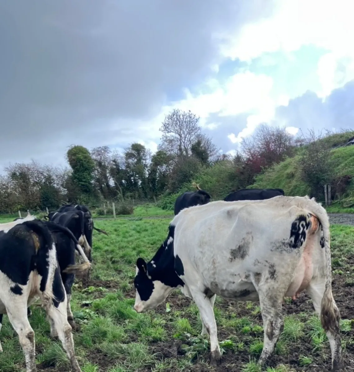 Friesian heifers for sale - Image 2