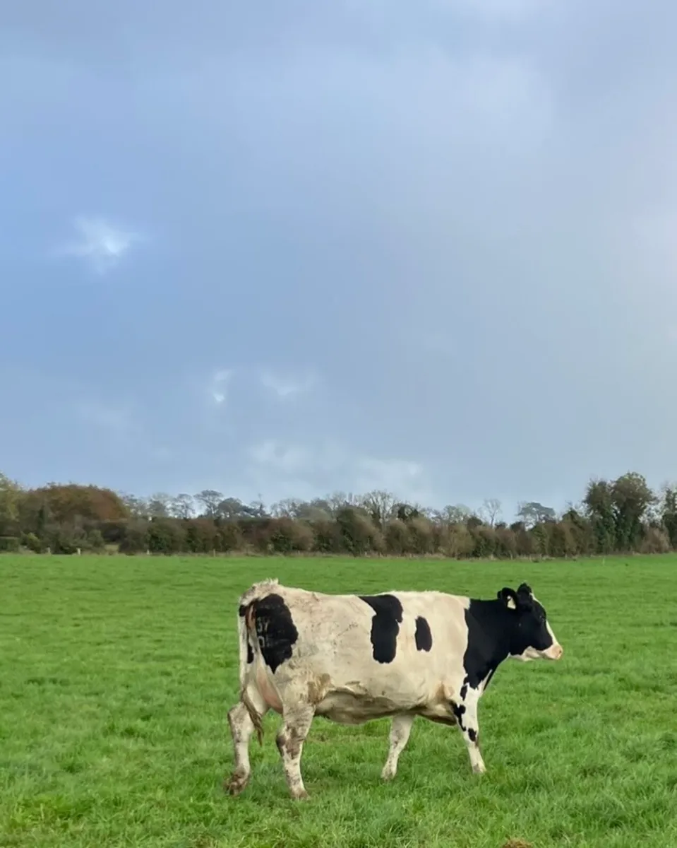 Friesian heifers for sale - Image 3