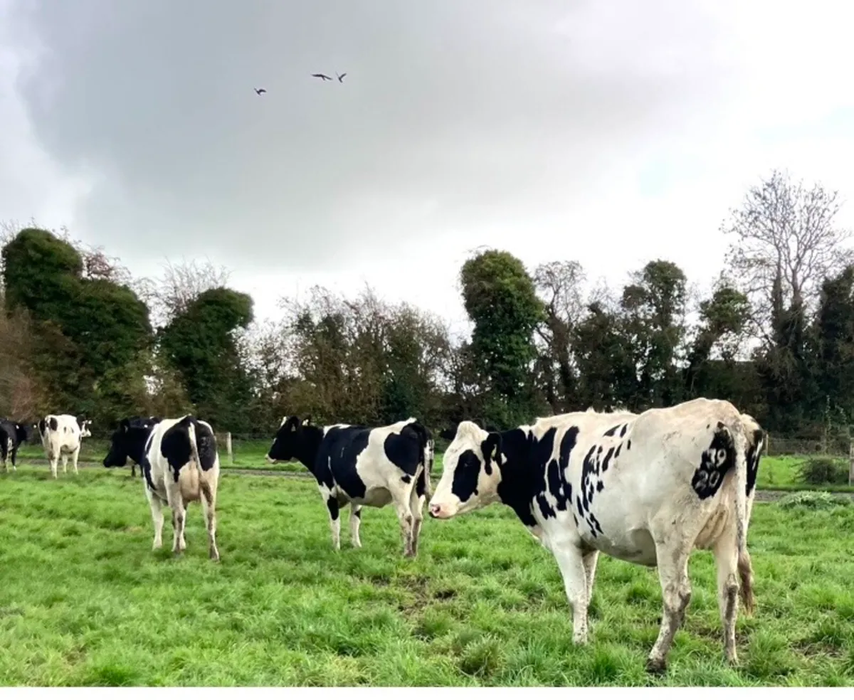 Friesian heifers for sale - Image 4