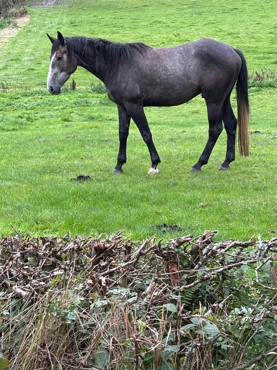 Gelding and mare - Image 1