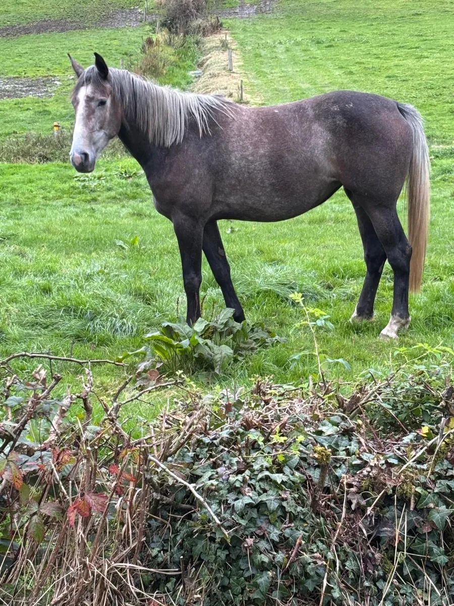Gelding and mare - Image 2
