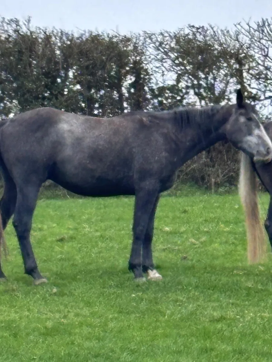 Gelding and mare - Image 3