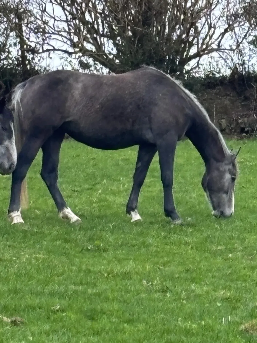 Gelding and mare - Image 4