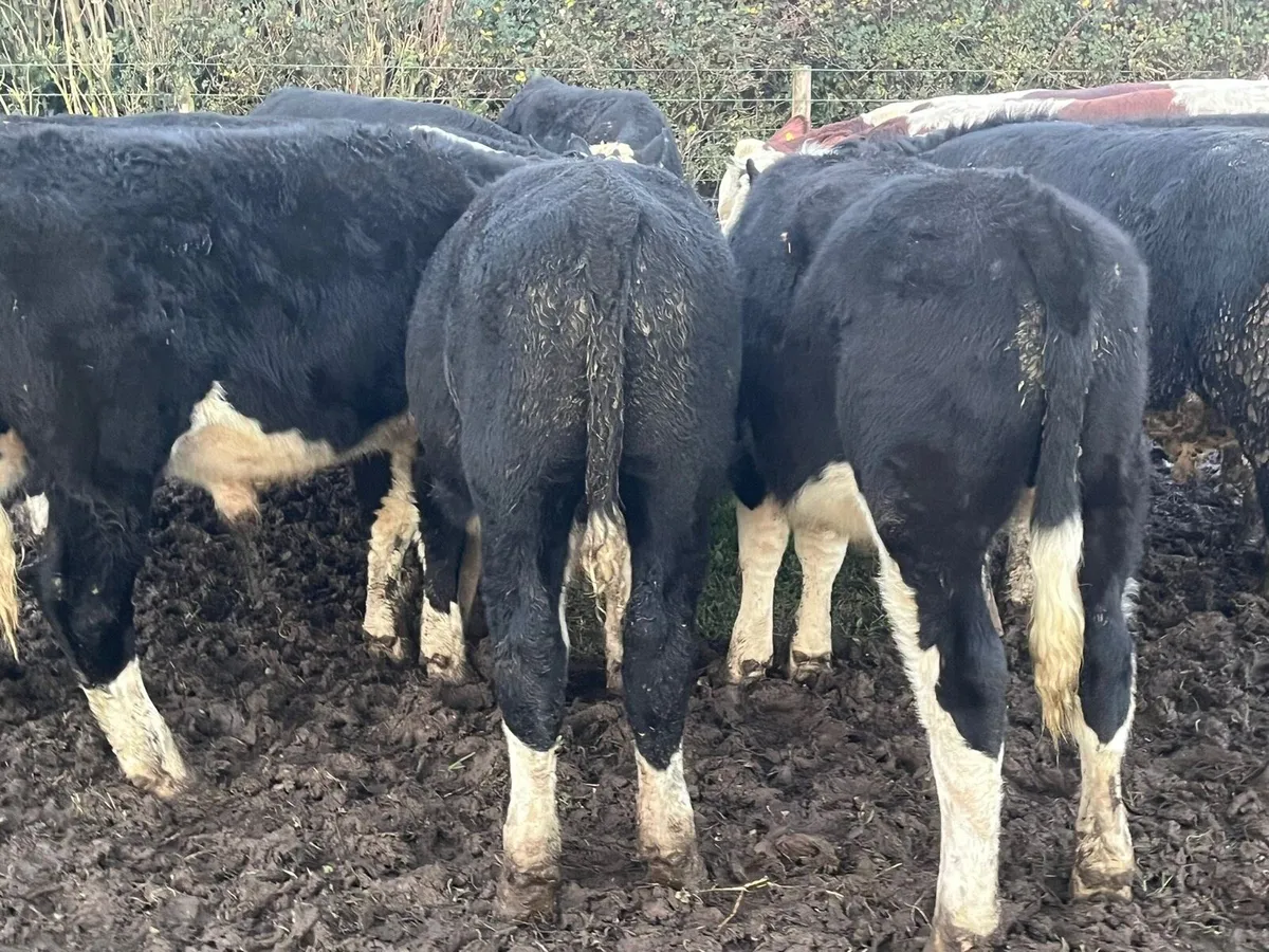 Hereford Bullocks 🐂 - Image 1