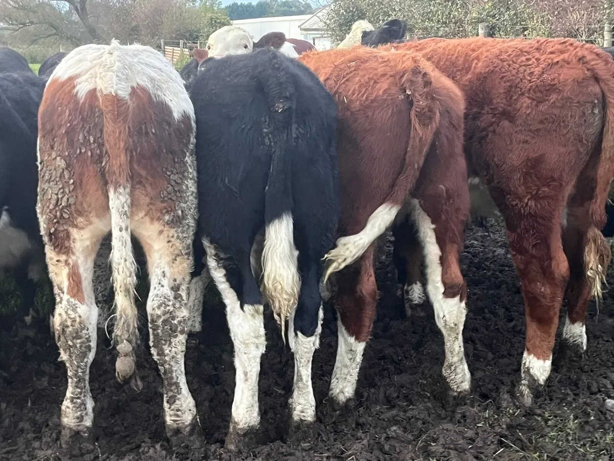 Hereford Bullocks 🐂 - Image 2